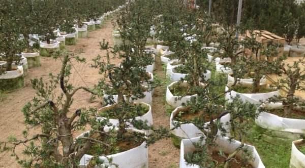 罗汉松怎么繁殖 罗汉松施肥多久？