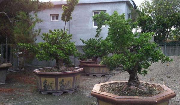 罗汉松怎么繁殖 罗汉松施肥多久？