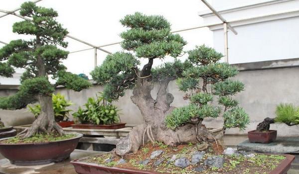 罗汉松怎么繁殖 罗汉松施肥多久？