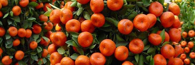代代橘的养殖栽培多久?