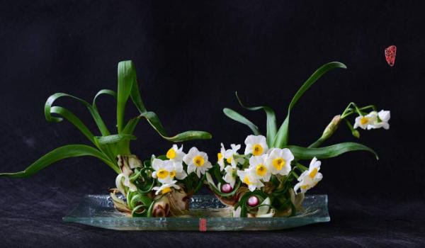 水仙花什么时候开(几月) 水仙花开花后怎么多久?