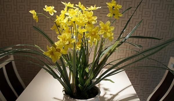 水仙花什么时候开(几月) 水仙花开花后怎么多久?