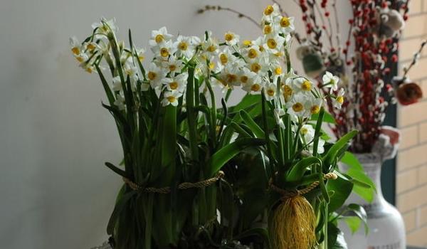 水仙花什么时候开(几月) 水仙花开花后怎么多久?