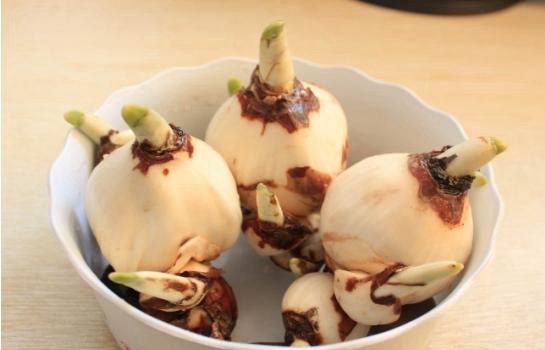 水仙花什么时候开(几月) 水仙花开花后怎么多久?