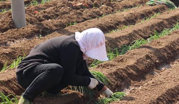 大葱种植时间和多久？