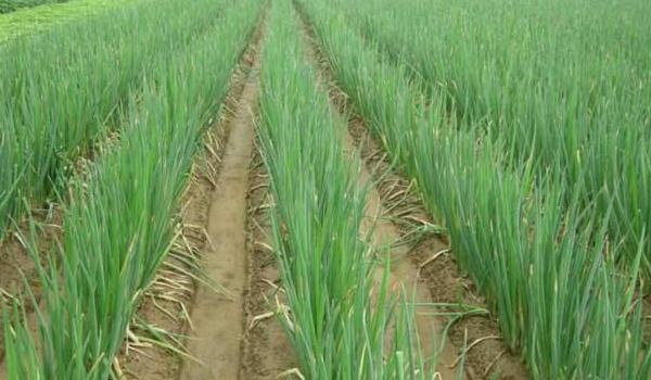 大葱种植时间和多久？