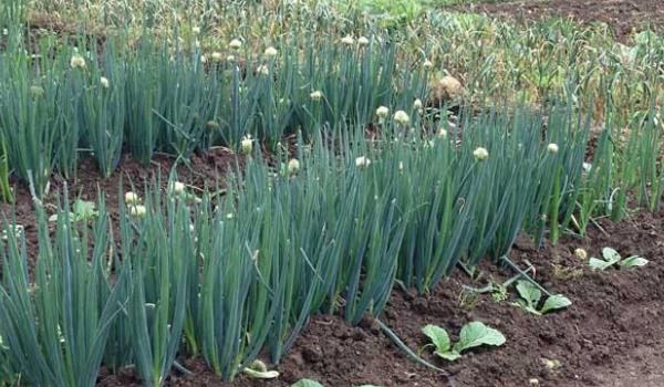 大葱种植时间和多久？