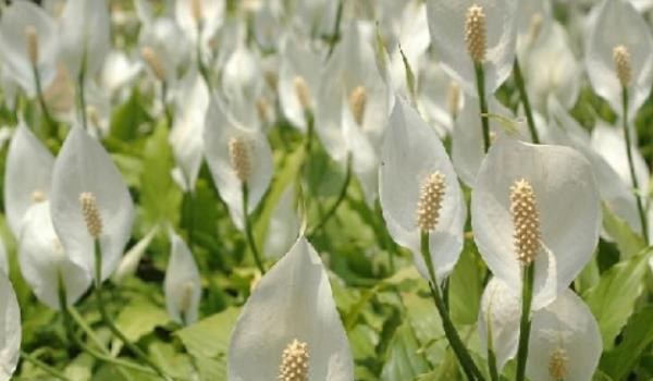 白掌叶子发黄发黑的原因及解决方法 白掌叶子下垂怎么办？