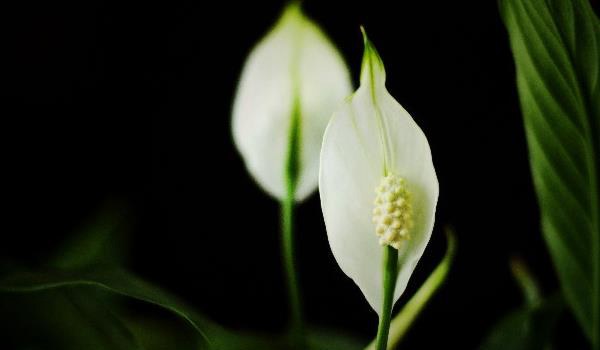 白掌叶子发黄发黑的原因及解决方法 白掌叶子下垂怎么办？