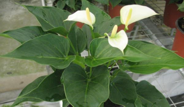 白掌叶子发黄发黑的原因及解决方法 白掌叶子下垂怎么办？