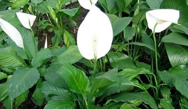 白掌叶子发黄发黑的原因及解决方法 白掌叶子下垂怎么办？