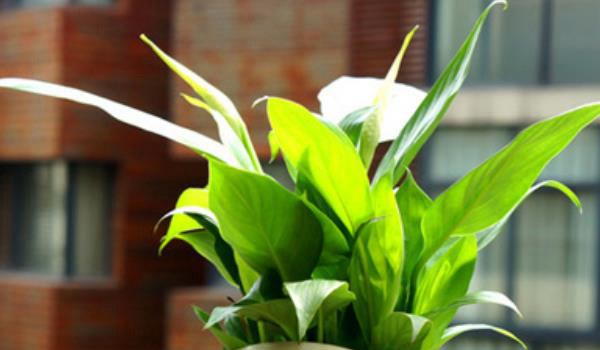 白掌叶子发黄发黑的原因及解决方法 白掌叶子下垂怎么办？