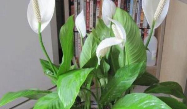 白掌叶子发黄发黑的原因及解决方法 白掌叶子下垂怎么办？