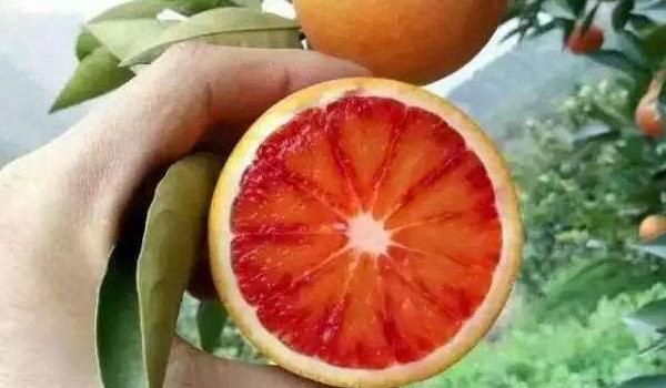 红肉脐橙和血橙区别？
