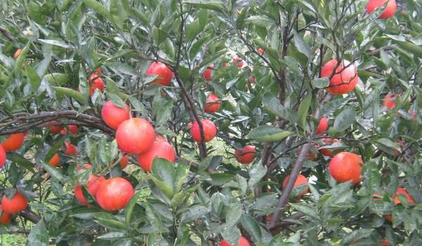 红肉脐橙和血橙区别？