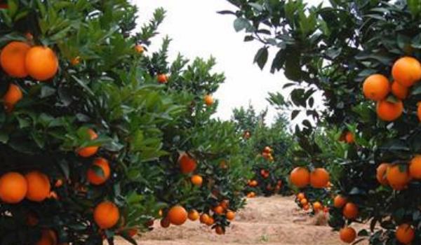 红肉脐橙和血橙区别？