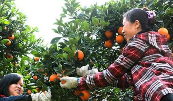 红肉脐橙和血橙区别？