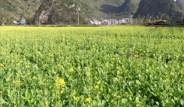 油菜图片大全
