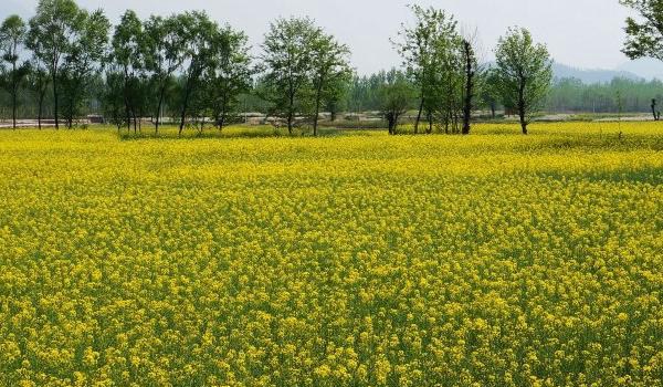 油菜图片大全