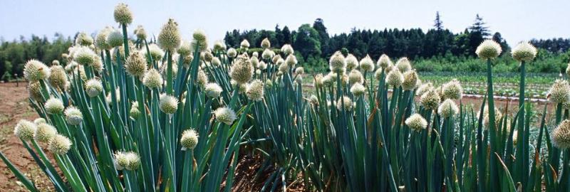 大葱种植时间和多久？