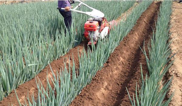 大葱种植时间和多久？