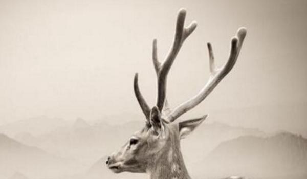 鹿角的功效与作用及禁忌 鹿角的药用价值