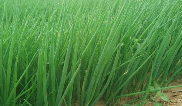 大葱种植时间和多久？