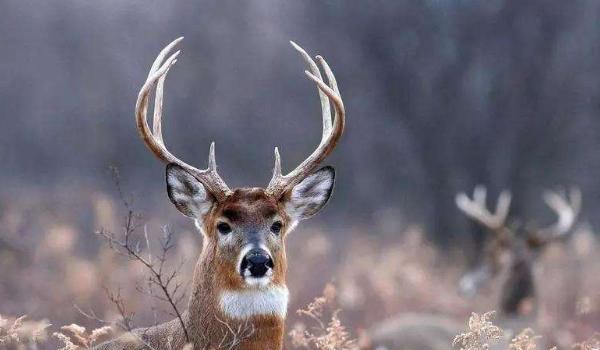 鹿角的功效与作用及禁忌 鹿角的药用价值