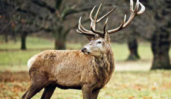 鹿角的功效与作用及禁忌 鹿角的药用价值