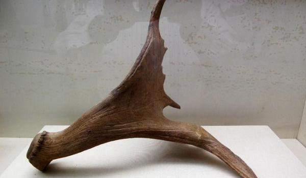 鹿角的功效与作用及禁忌 鹿角的药用价值