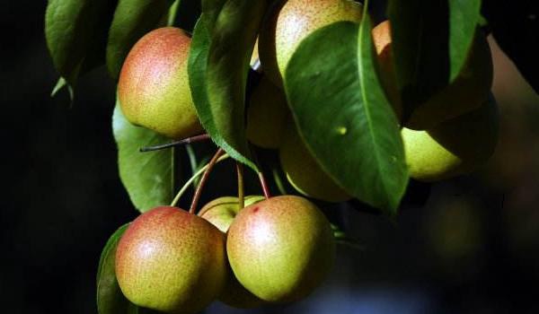 红肖梨的功效与作用及禁忌 红肖梨营养价值