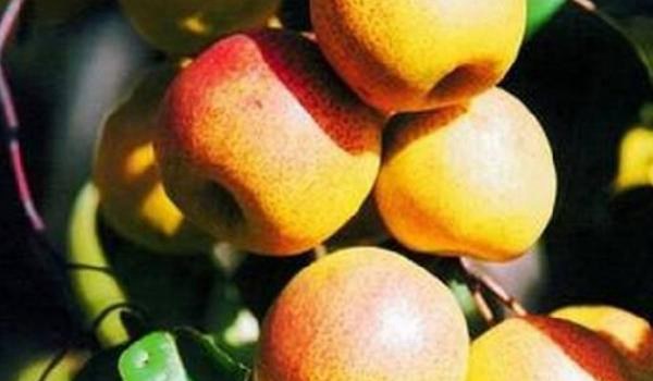 红肖梨的功效与作用及禁忌 红肖梨营养价值