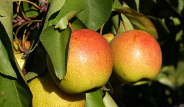 红肖梨的功效与作用及禁忌 红肖梨营养价值