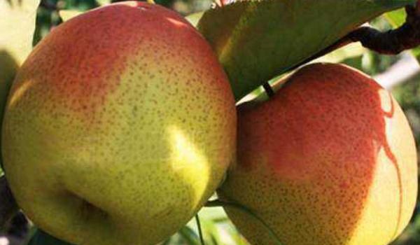 红肖梨的功效与作用及禁忌 红肖梨营养价值