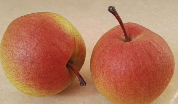 红肖梨的功效与作用及禁忌 红肖梨营养价值