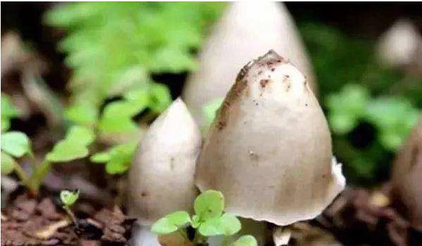 荔枝菌功效与作用及禁忌 荔枝菌生长什么地方