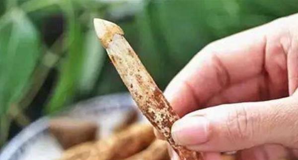 荔枝菌功效与作用及禁忌 荔枝菌生长什么地方