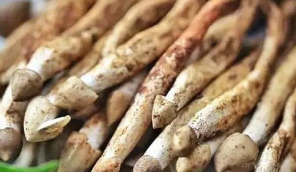 荔枝菌功效与作用及禁忌 荔枝菌生长什么地方