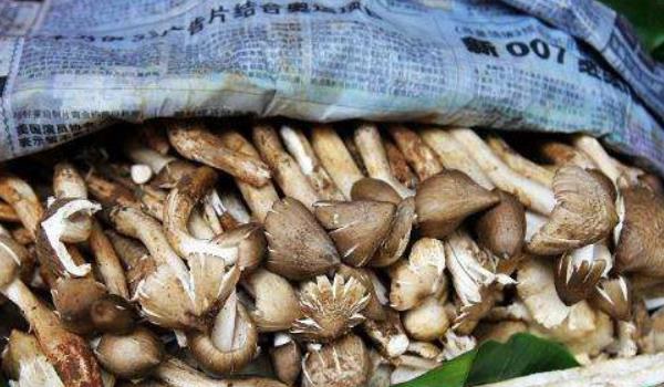 荔枝菌功效与作用及禁忌 荔枝菌生长什么地方