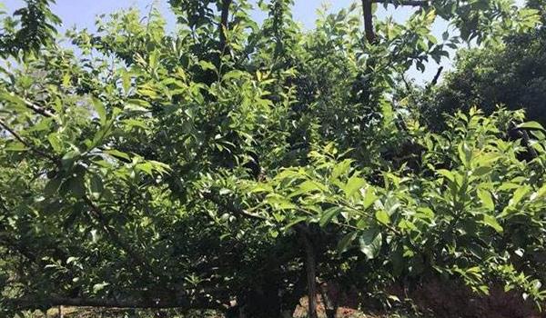 李子种子怎么种植苗