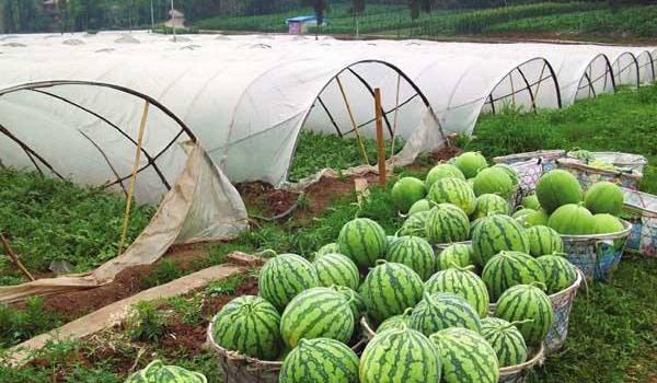 西瓜种植多久？