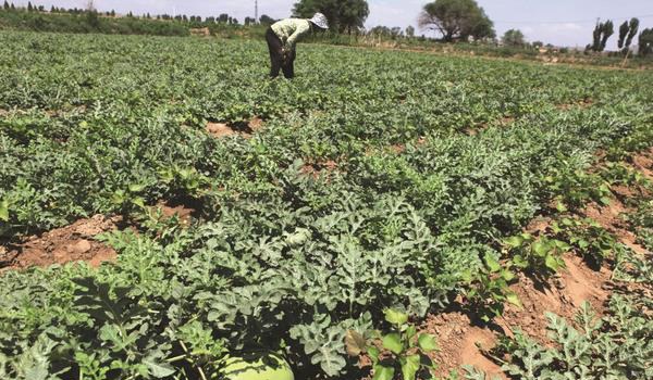 西瓜种植多久？