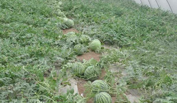 西瓜种植多久？