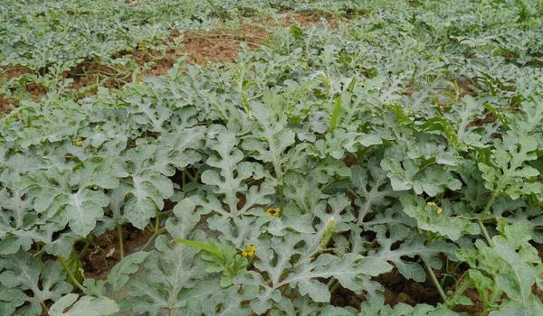 西瓜种植多久？