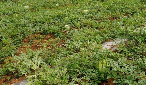 西瓜种植多久？