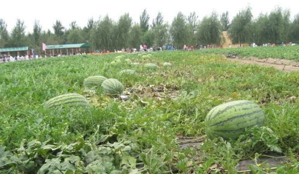 西瓜种植多久？