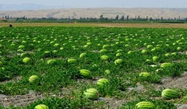 西瓜种植多久？