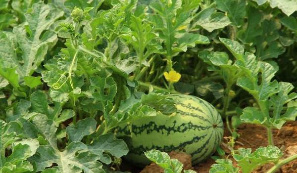 西瓜种植多久？