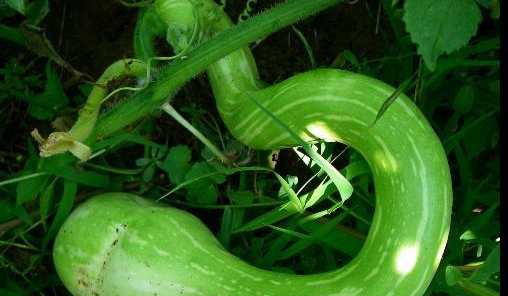 蛇瓜的营养价值和功效 清炒蛇瓜的做法