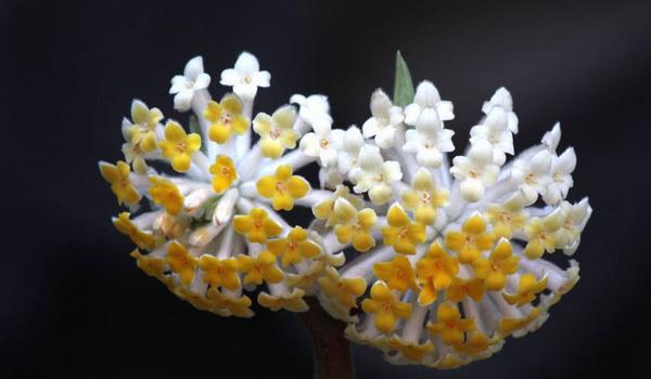 结香花功效与作用 结香花药用价值